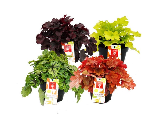 Exotenherz Winterharter Bodendecker Heuchera-Mix Indian Summer 4 Große Pflanzen Purpurglöckchen