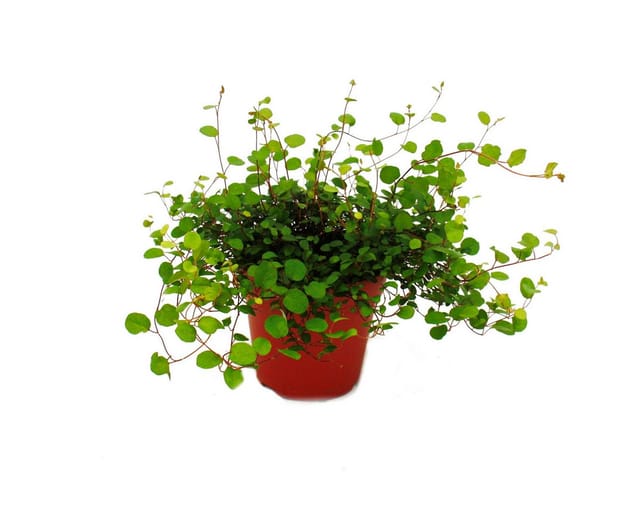 Exotenherz Zimmerpflanze Mühlenbeckia Complexa Kiwi-Knöterich 12cm Topf
