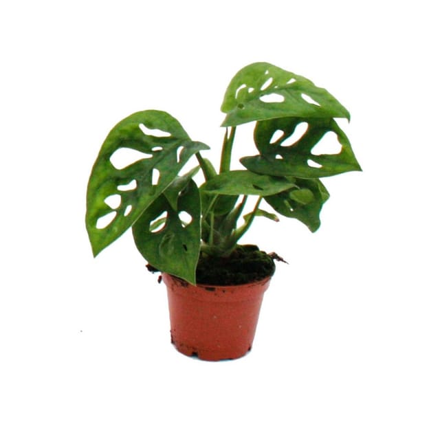 Exotenherz Minipflanze Monstera Monkey Mask Fensterblatt Ideal für Kleine Schalen und Gläser Babyplant im 5,5cm Topf
