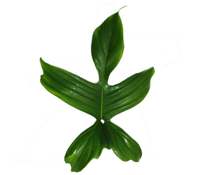 Exotenherz Philodendron Florida Beauty Green Außergewöhnlicher Baumfreund 12cm Topf