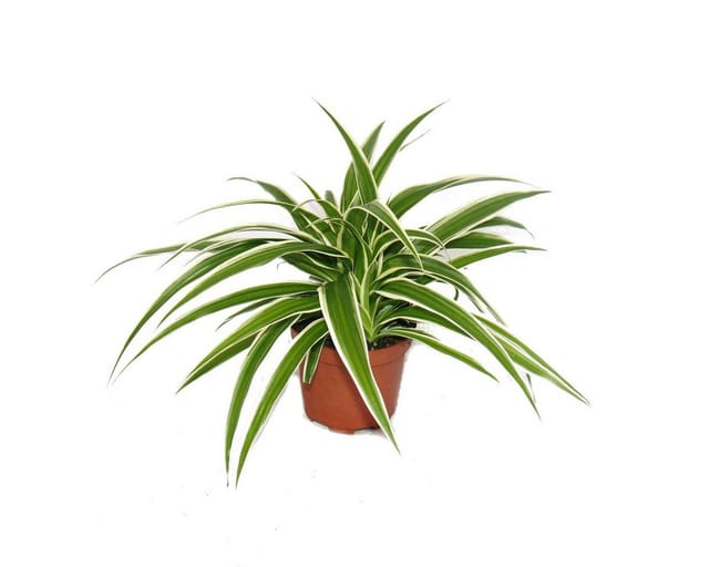 Exotenherz Chlorophytum Grünlilie Brautschleppe 9cm Topf Zimmerpflanze