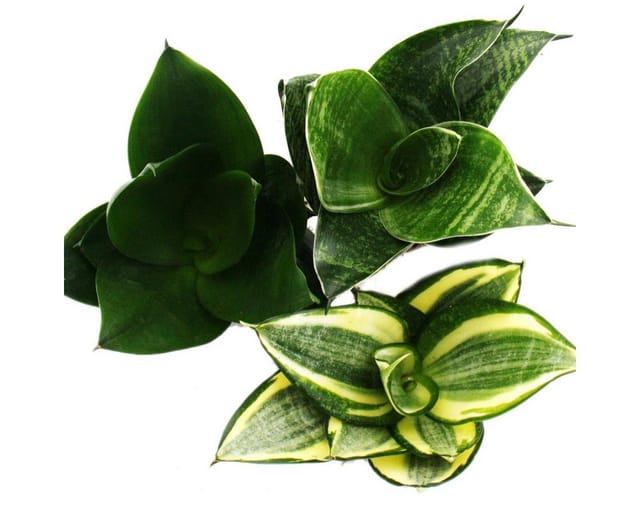 Exotenherz Sansevieria Trifaciata Hahnii 3 Verschiedene Pflanzen im 5,5cm Topf Bogenhanf Schwiegermutterzunge