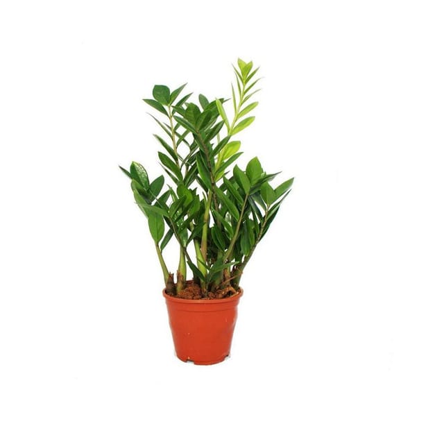 Exotenherz Zamioculcas Zamiifolia Zamio Palme Zamio Farn 14cm Topf