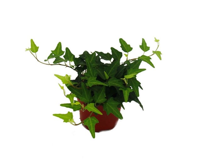 Exotenherz Efeu Hedera 9cm Topf Zimmerpflanze