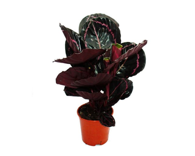 Exotenherz Schattenpflanze mit Ausgefallenem Blattmuster Calathea Dottie 14cm Topf ca. 50cm Hoch