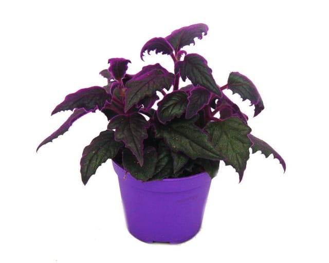 Exotenherz Gynura Purple Passion Samtblatt Samtnessel Lilafarbene Pflanze 9cm