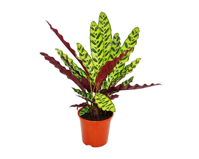 Exotenherz Schattenpflanze mit Ausgefallenem Blattmuster Calathea Lancifolia 14cm Topf ca. 50cm Hoch