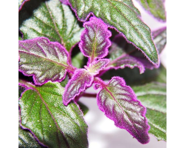Exotenherz Gynura Purple Passion Samtblatt Samtnessel Lilafarbene Pflanze 12cm
