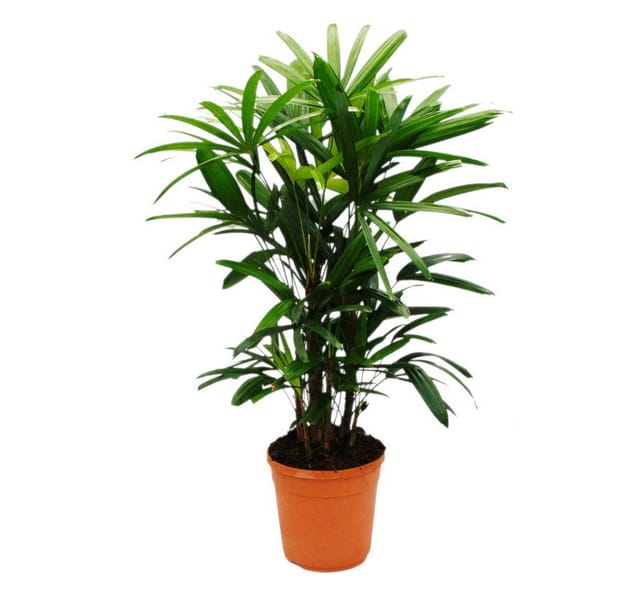 Exotenherz Steckenpalme Rhapis Excelsa Bambuspalme 21cm Topf 80-100cm Hoch