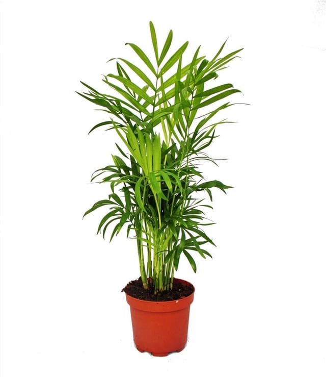 Exotenherz Chamaedorea Elegans Bergpalme 3 Pflanzen