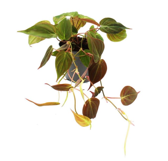 Exotenherz Philodendron Micans Dunkler Kletternder Baumfreund 12cm Topf
