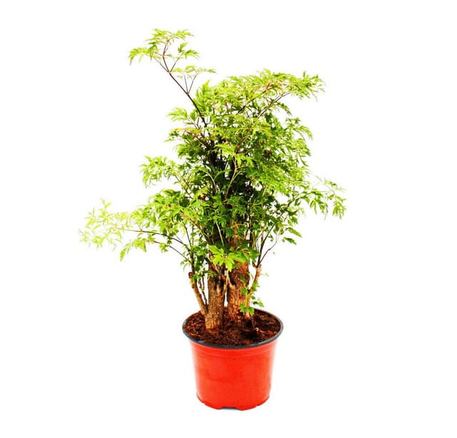 Exotenherz Fiederaralie Polyscias Fruticosa Pflegeleichte Zimmerpflanze mit Stamm 12cm Topf