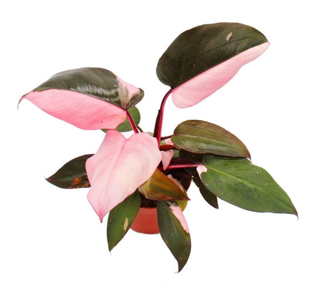 Exotenherz Philodendron Pink Princess Pinkschwarzer Baumfreund 12cm Topf