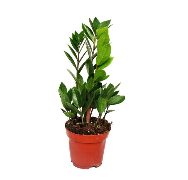 Exotenherz Zamioculcas Zamiifolia Zamio Palme Zamio Farn 12cm Topf