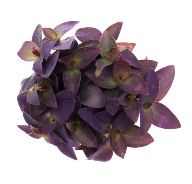 Exotenherz Dreimasterblume Tradescantia Pallida Pflegeleichte Hängende Zimmerpflanze 12cm Topf Lila