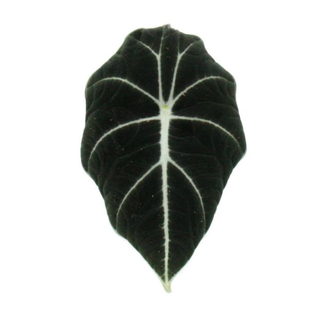 Exotenherz Alocasia Reginula Black Velvet Tropenwurz Alokasie Pfeilblatt 11cm Topf