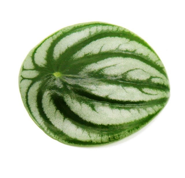Exotenherz Peperomia Argyreia Watermelon Wassermelonenzwergpfeffer im 12cm Topf