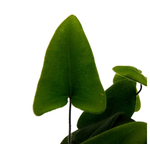 Exotenherz Minipflanze Hemionitis Arifolia Herzfarn Ideal für Kleine Schalen und Gläser Babyplant im 5,5cm Topf