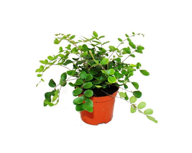 Exotenherz Pellaea Rotundifolia Pelle Oder Urweltfarn 9cm Topf
