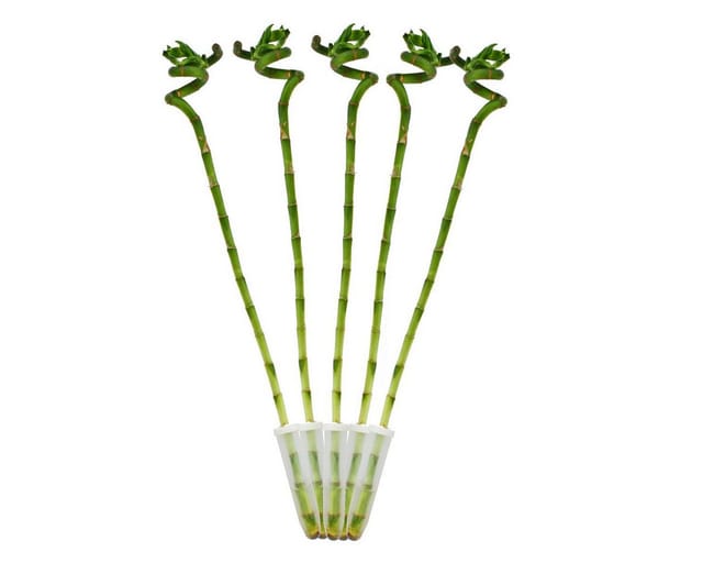 Exotenherz 5Er Set Glücksbambus Lucky Bamboo Spiralförmig im Röhrchen Dracaena Sanderiana ca. 40 cm Hoch