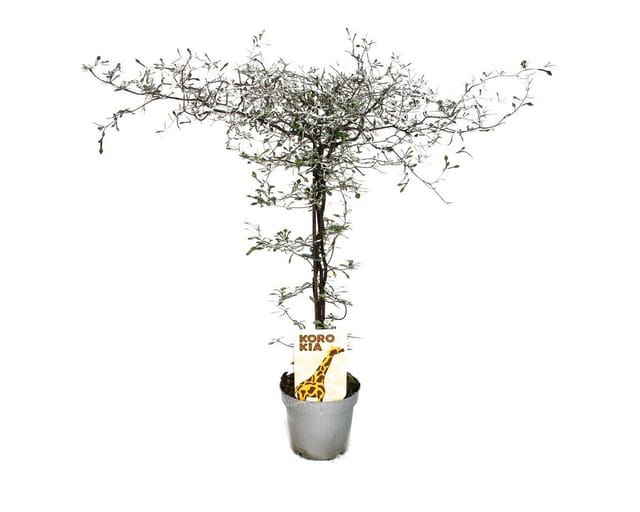 Exotenherz Corokia Cotoneaster Zickzackstrauch Schnurbaum