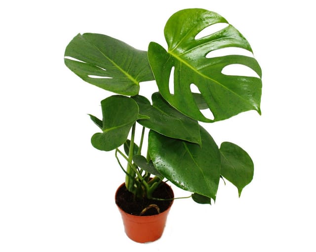 Exotenherz Monstera Deliciosa Fensterblatt 12cm Topf ca. 30-35cm Hoch