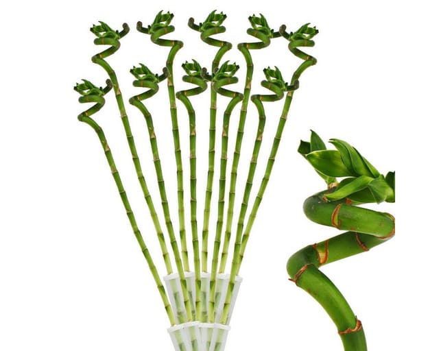 Exotenherz 10er Set Glücksbambus Lucky Bamboo Spiralförmig im Röhrchen Dracaena Sanderiana ca. 40 cm Hoch