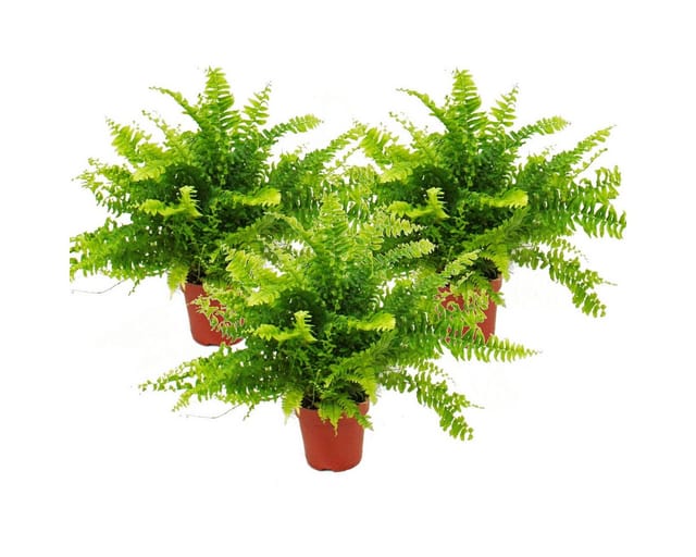 Exotenherz Nephrolepis 3er Set Schwertfarn 12cm