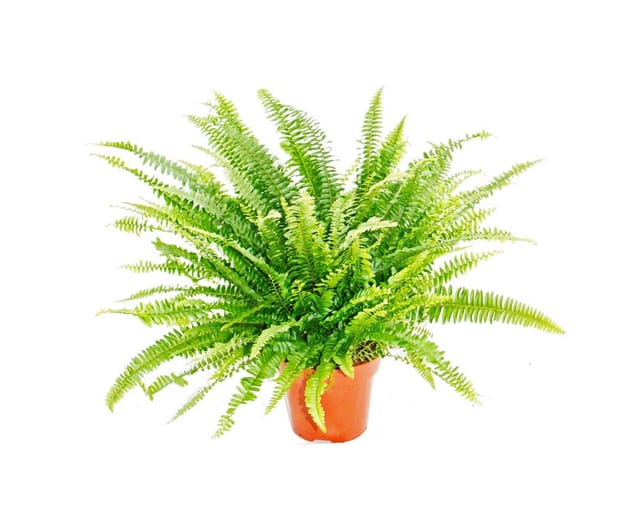 Exotenherz Nephrolepis Schwertfarn 17cm Topf