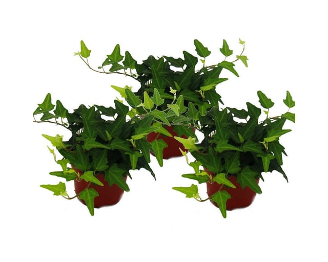 Exotenherz Hedera Helix 3er Set Efeu Grünlaubig 9cm Topf