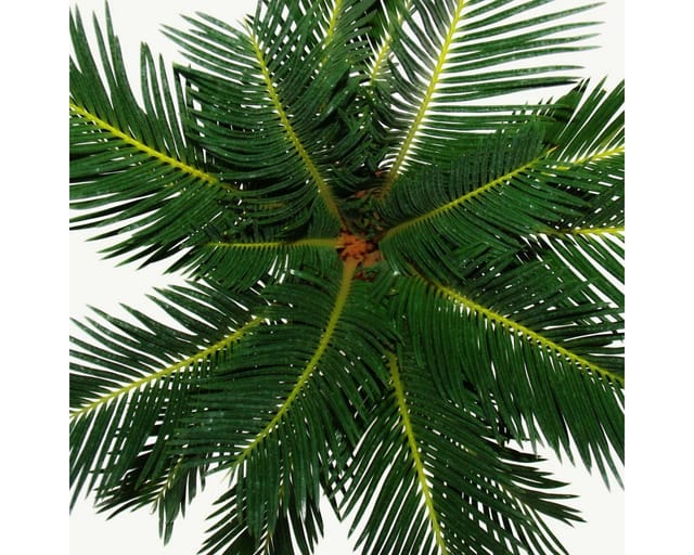 Exotenherz Cycas Revoluta Japanischer Palmfarn mit Knolle 12cm Topf