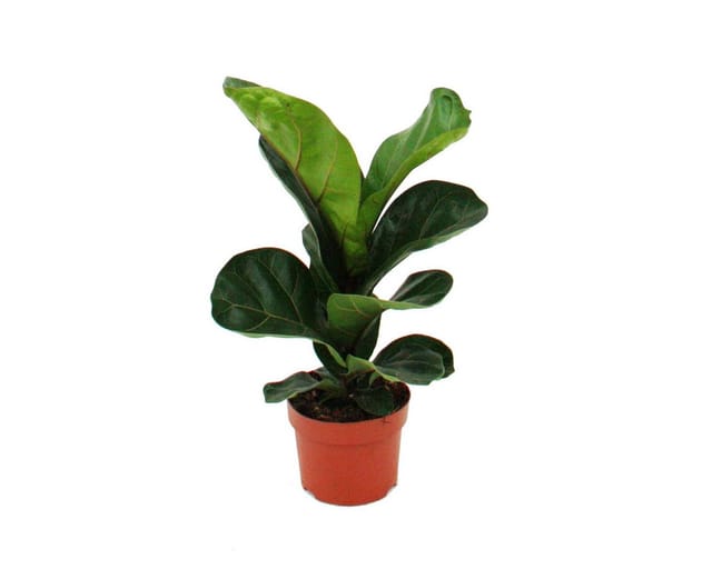 Exotenherz Ficus Lyrata Geigenfeige 12cm Topf
