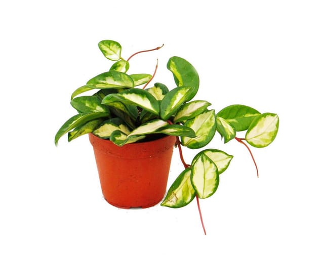 Exotenherz Zimmerpflanze Hängend Hoya Carnosa Tricolor Porzellanblume Wachsblume 12cm