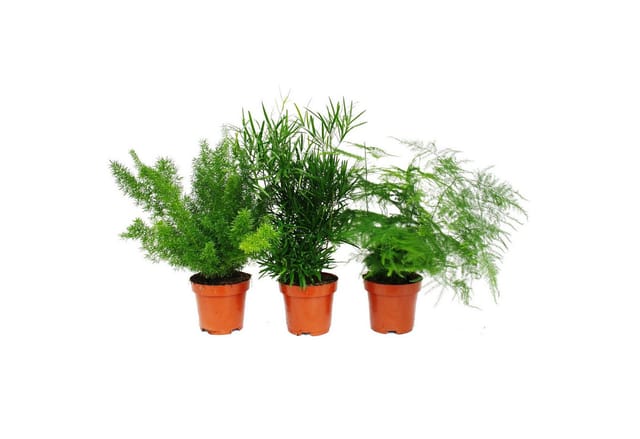 Exotenherz Zierspargel 3er Set 3 Verschiedene Asparagus Pflanzen