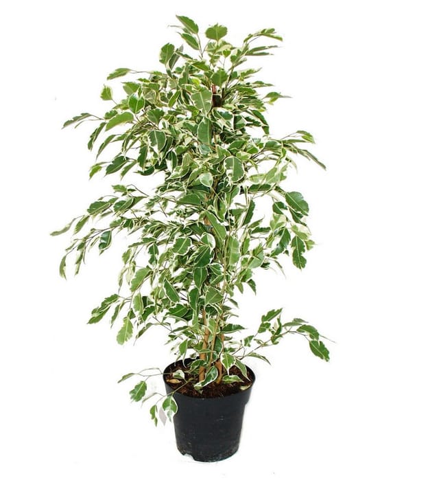 Exotenherz Ficus Benjamini Twighlight im 17cm Topf
