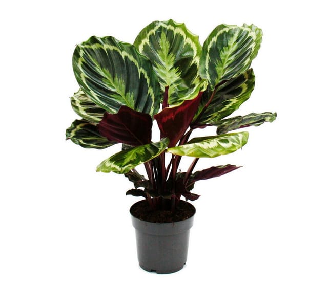 Exotenherz Schattenpflanze mit Ausgefallenem Blattmuster Calathea Medaillon 14cm Topf ca. 50cm Hoch