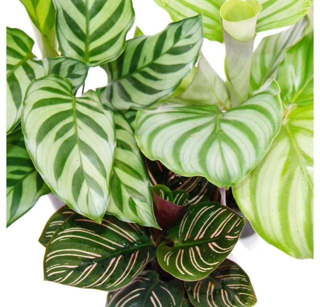 Exotenherz Schattenpflanzen 3er Set mit Ausgefallenem Blattmuster Calathea 7cm Topf ca. 20cm Hoch