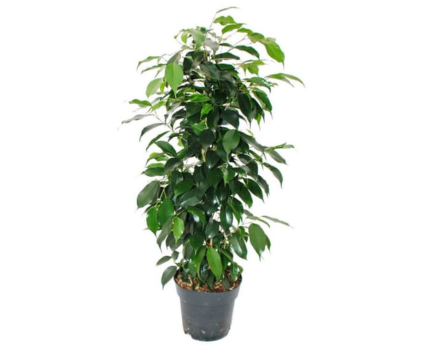Exotenherz Ficus Benjamini Danielle im 17cm Topf