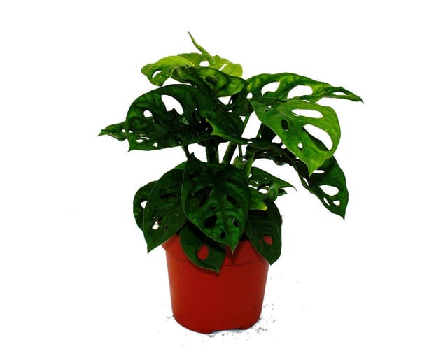 Exotenherz Fensterblatt Monstera Monkey Mask 12cm Topf