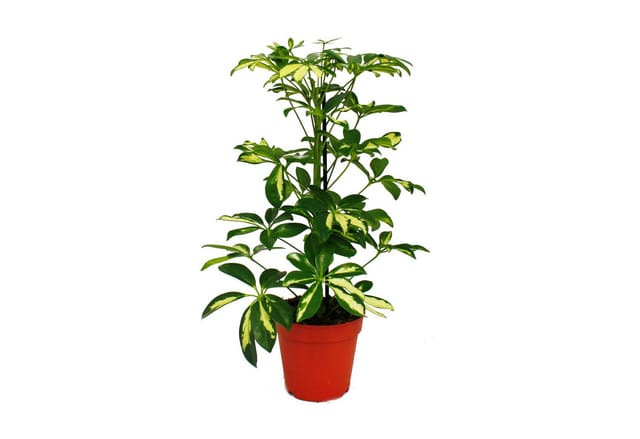 Exotenherz Strahlenaralie Schefflera Weissgrünlaubig 12cm Topf Zimmerpflanze ca. 40-45cm Hoch