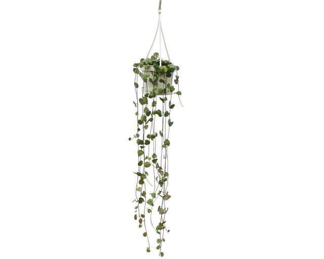 Exotenherz Zimmerpflanze zum Hängen Ceropegia Woodii Leuchterblume 10cm Ampel