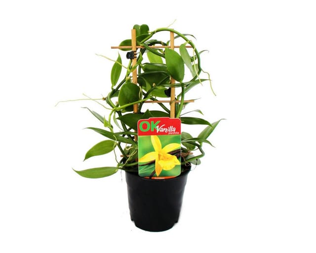Exotenherz Echte Vanille Pflanze am Spalier Vanilla Planifolia Kletterorchidee im 11cm Topf
