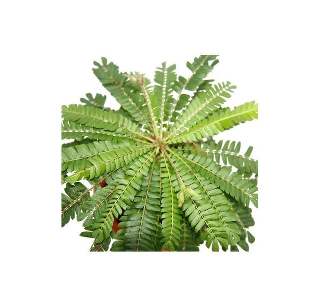 Exotenherz Biophytum Sensitivum Südseepalme 9cm Tontopfbewegliche Pflanze Ideal für Kinder