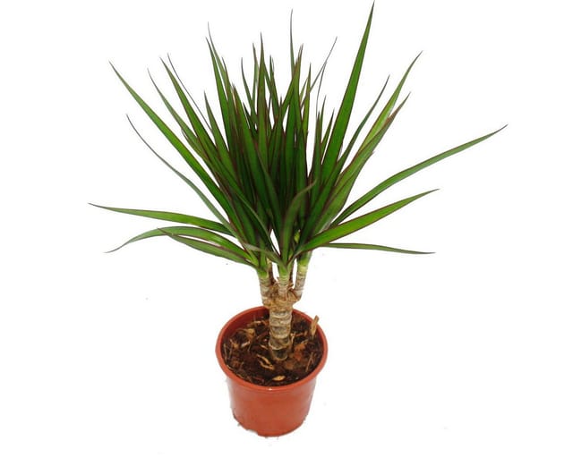 Exotenherz Drachenbaum Dracaena Marginata 1 Pflanze Pflegeleichte Zimmerpflanze Palme