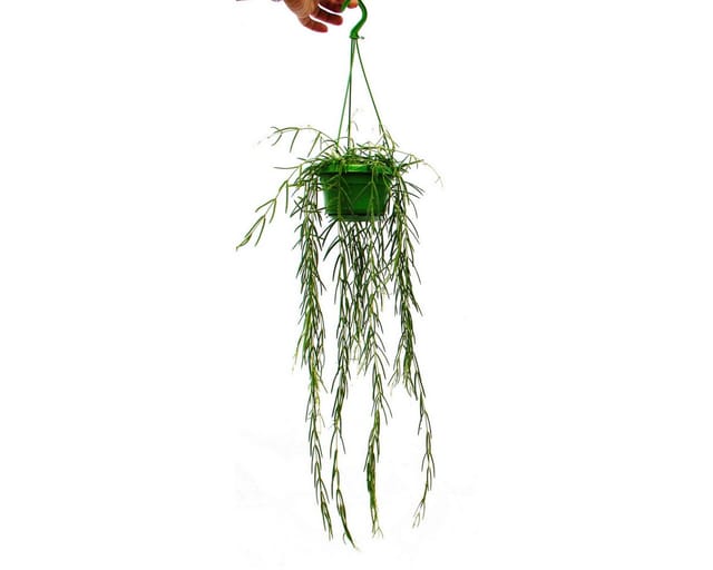 Exotenherz Zimmerpflanze zum Hängen Hoya Linearis Wachsblume 12cm Ampel