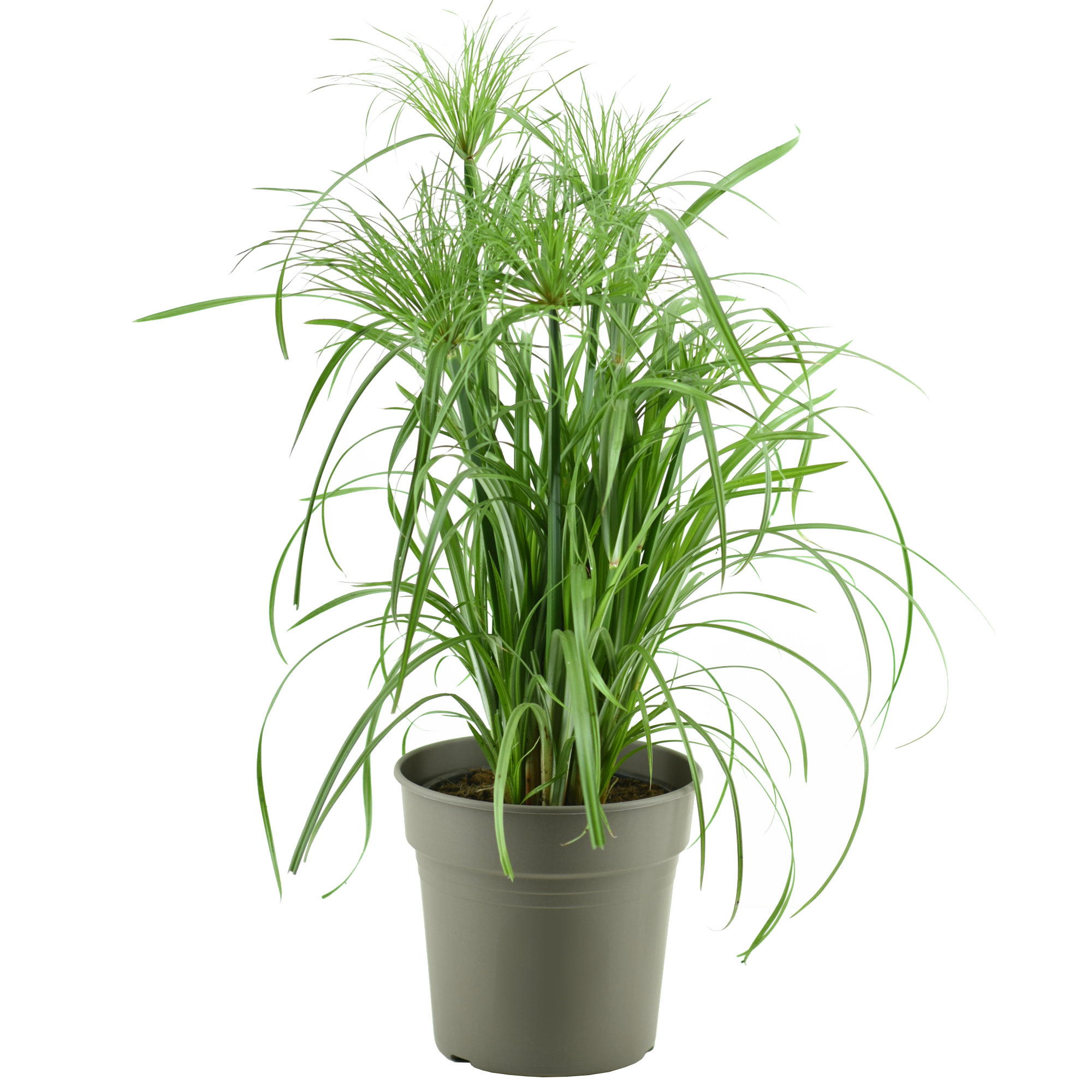 toom Papyrus 'Nofretete' 19 cm Topf