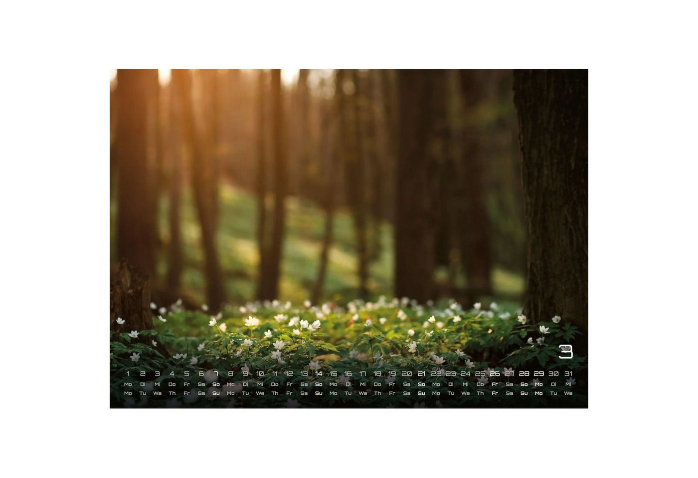 Wandkalender Wald - Erholung für Mensch und Tier - 2027 - Kalender DIN A3 Bild 2