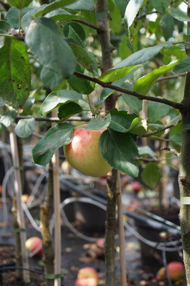 Garten von Ehren Apfelbaum Malus Jamba 69 Containerware 120-160 cm hoch