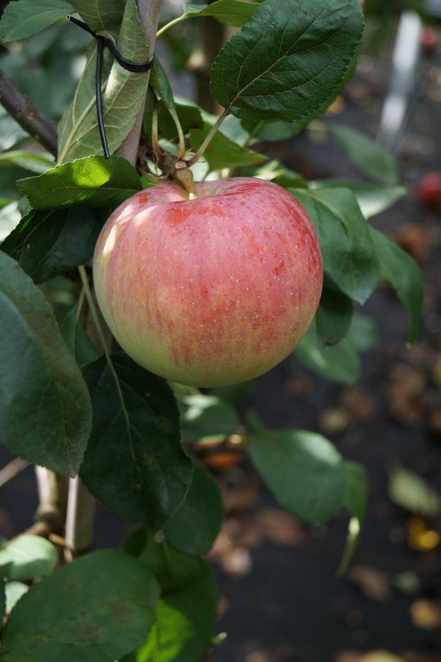 Garten von Ehren Apfelbaum Malus Jamba 69 Containerware 120-160 cm hoch Bild 2