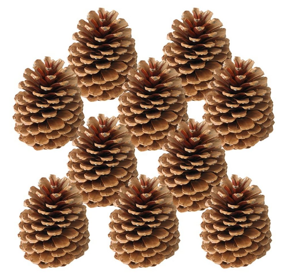 matches21 HOME & HOBBY Bastelnaturmaterial Große Tannen-Zapfen Streudeko braun 10 Stk. in 10-14 cm, (10-tlg), Weihnachten Deko-Zapfen zum Basteln und Weihnachtsbaum-Schmuck